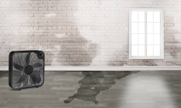 Best Mold removal after water damage  in Strasburg, CO